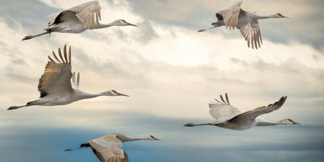 Migrationsprojekte_Teaser